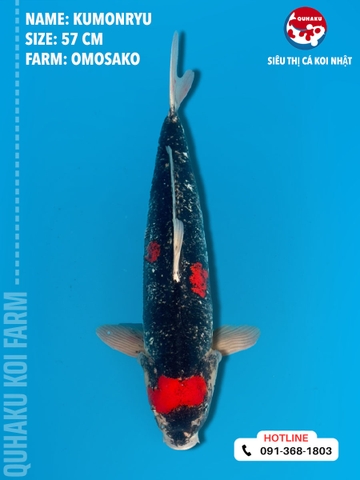 1344 - Kumonryu - Omosako - 57cm - 2Y - TD