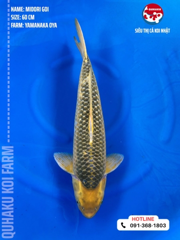 0456 - Midori Goi - Yamanaka Oya - 60cm - 2.5Y - SG03