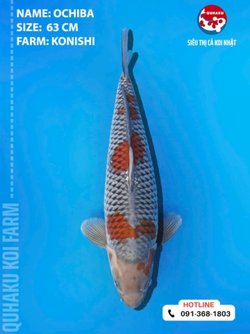 1886 - Ochiba - Konishi - 63cm - 2Y