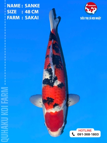 1908 - Sanke - 48cm - Sakai