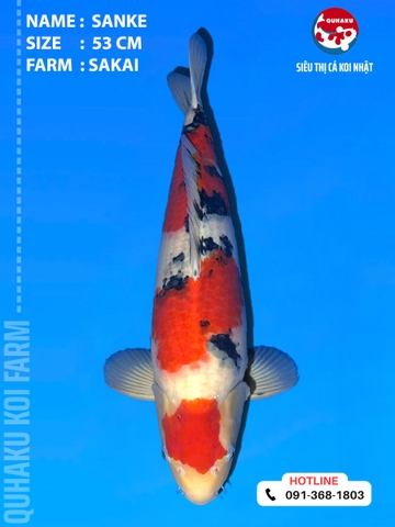 1905 - Sanke - 53cm - Sakai