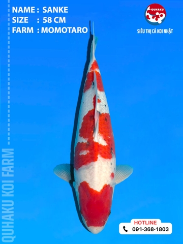 1904 - Sanke - 58cm - Momotaro