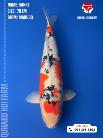 0853 - Sanke - Marudo - 70cm - 3Y - TLST