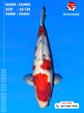 1903 - Sanke - 65cm - Sakai