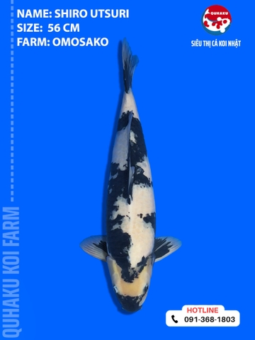 1887 - Shiro Utsuri - Omosako - 56cm - 2Y