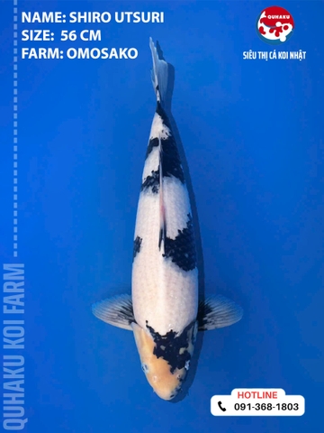 1889 - Shiro Utsuri - Omosako - 56cm - 2Y