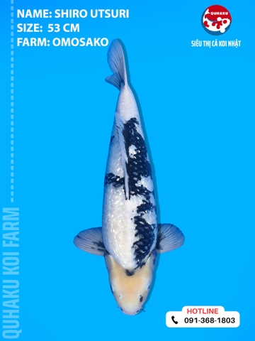 1892 - Shiro Utsuri - Omosako - 53cm - 2Y