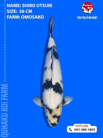 1890 - Shiro Utsuri - Omosako - 56cm - 2Y