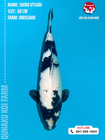 1188 - Shiro Utsuri - Omosako - 60cm - 2Y - SG03