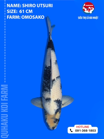 1891 - Shiro Utsuri - Omosako - 61cm - 2Y