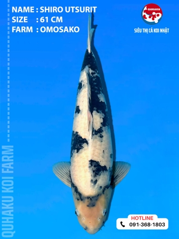 1902 - Shiro Utsuri - 61cm - Omosako