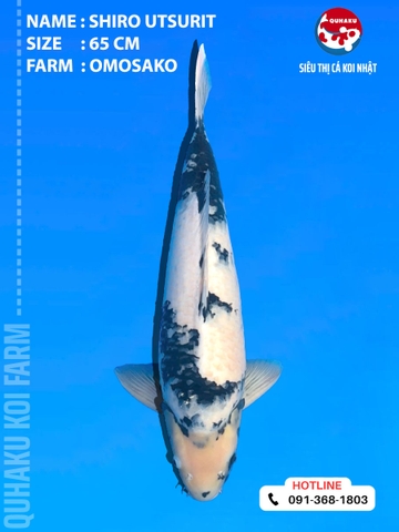 1901 - Shiro Utsuri - 65cm - Omosako