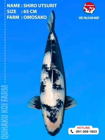 1900 - Shiro Utsuri - 65cm - Omosako