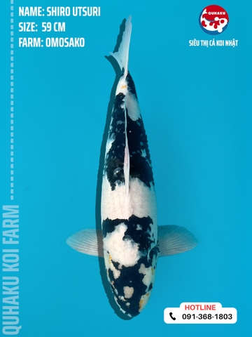 1189 - Shiro Utsuri - Omosako - 59cm - 2Y - SG03