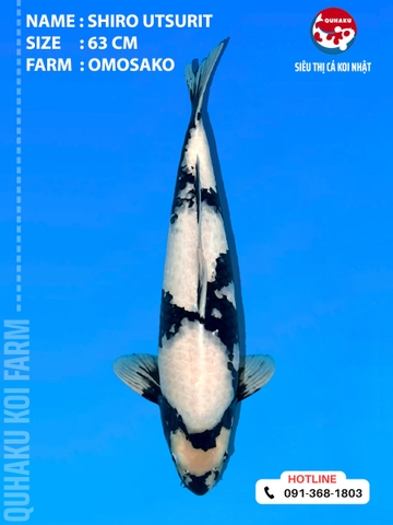 1899 - Shiro Utsuri - 63cm - Omosako