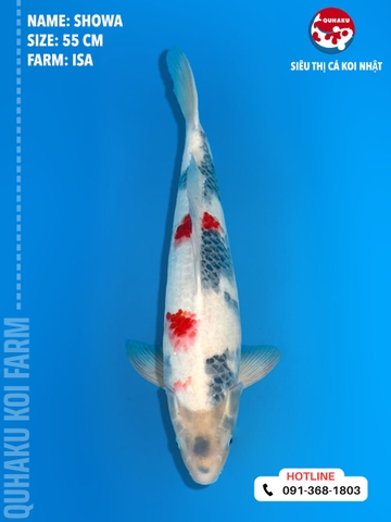 1350 - Showa - Isa - 55cm - 2Y - TD