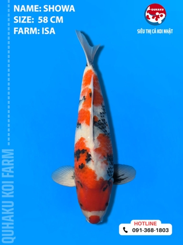 1811 - Showa - Isa - 58cm - 2Y