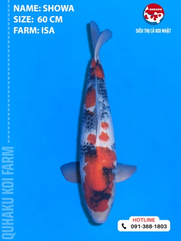 2000 - Showa - Isa - 60cm - 2Y