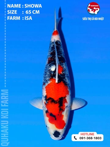 1917 - Showa - 65cm - Isa