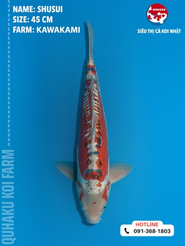 1356 - Shusui - Kawakami - 45cm - 2Y - TD