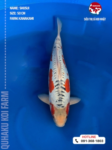 0158 - Shusui - Kawakami - 50 cm- 2Y - SG05