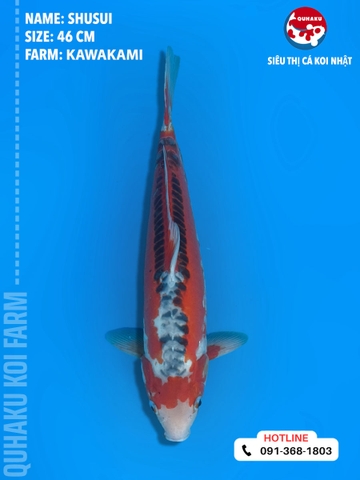 1357 - Shusui - Kawakami - 46cm - 2Y - TD