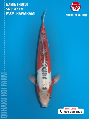 1359 - Shusui - Kawakami - 47cm - 2Y - TD