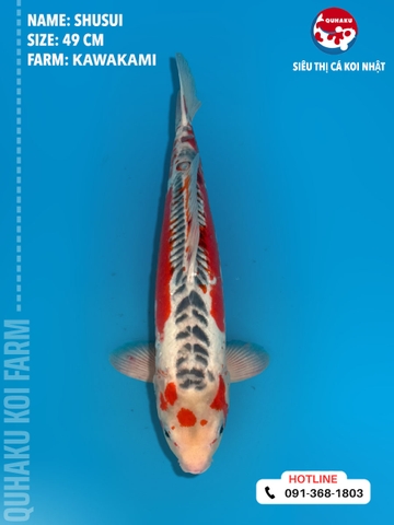 1361 - Shusui - Kawakami - 49cm - 2Y - TD