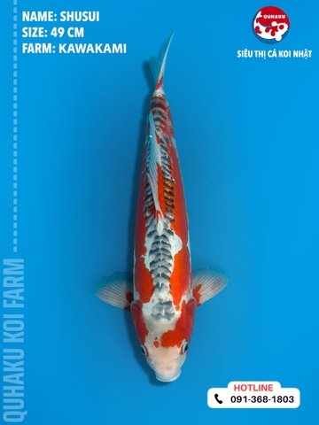 1366 - Shusui - Kawakami - 49cm - 2Y - TD