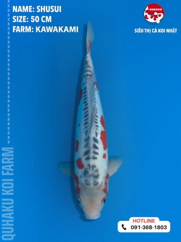 1362 - Shusui - Kawakami - 50cm - 2Y - TD