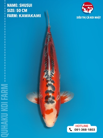 1363 - Shusui - Kawakami - 50cm - 2Y - TD