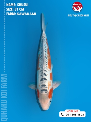 1364 - Shusui - Kawakami - 51cm - 2Y - TD