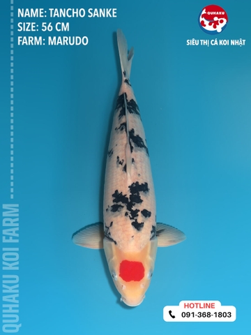 1457 - Tancho Sanke - Marudo  - 56cm