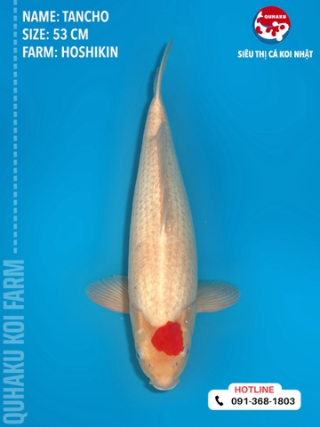 1375 - Tancho - Hoshikin - 53cm - 2Y - TD