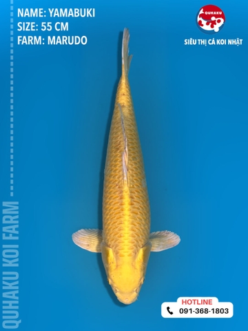 1377 - Yamabuki - Marudo - 55cm - 2Y - TD