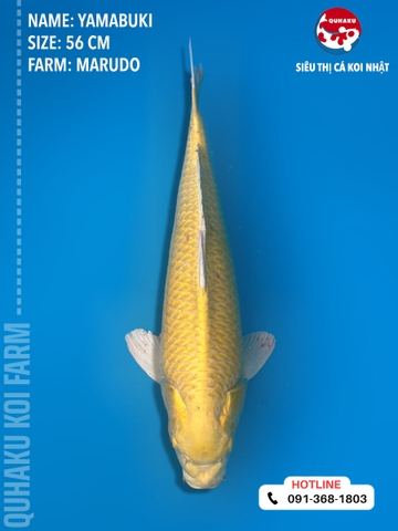 1379 - Yamabuki - Marudo - 56cm - 2Y - TD