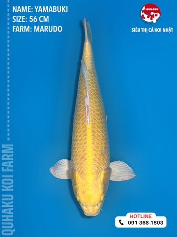 1378 - Yamabuki - Marudo - 56cm - 2Y - TD