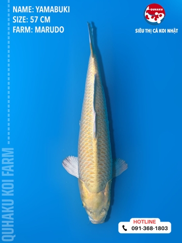 1380 - Yamabuki - Marudo - 57cm - 2Y - TD