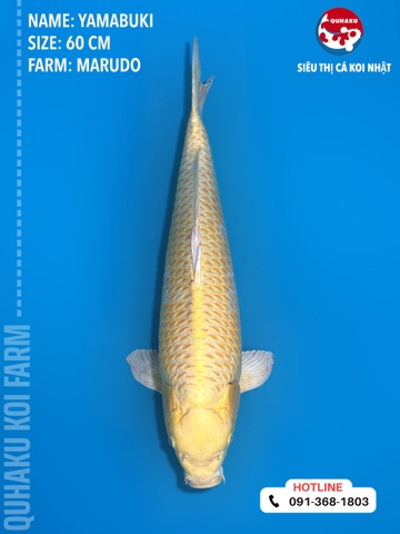 1382 - Yamabuki - Marudo - 60cm - 2Y - TD