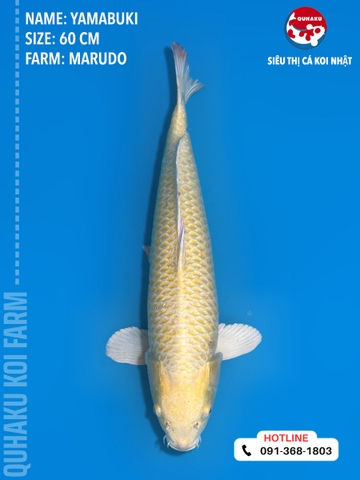 1383 - Yamabuki - Marudo - 60cm - 2Y - TD