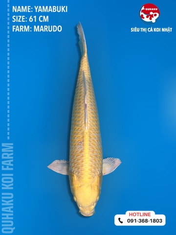 1386 - Yamabuki - Marudo - 61cm - 2Y - TD