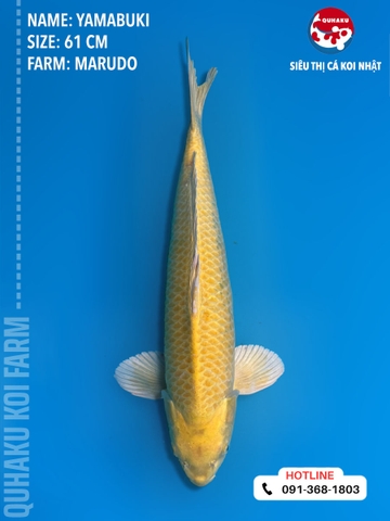 1387 - Yamabuki - Marudo - 61cm - 2Y - TD