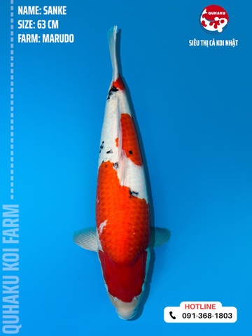 1126 - Sanke - Marudo - 63cm - 3Y - SGST