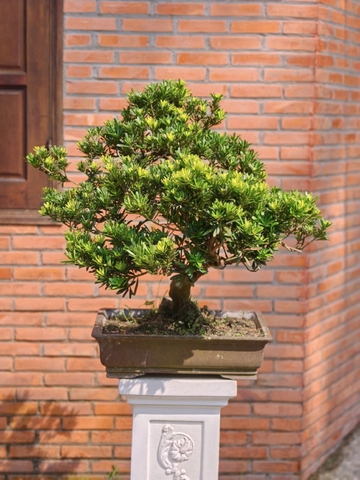 Tùng Kim Cương I-BS-TKC-011