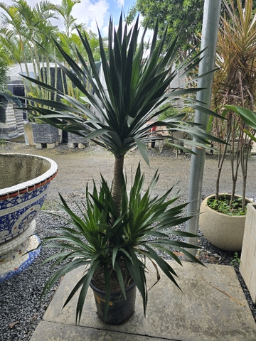 Phát Tài Núi 2 tầng