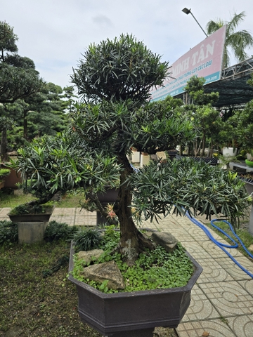 Vạn Niên Tùng Bonsai - TBSL27