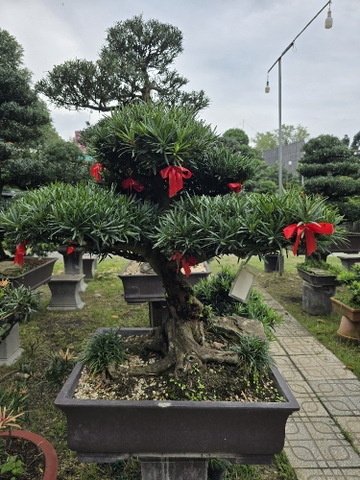 BST11 - Vạn Niên Tùng Bonsai