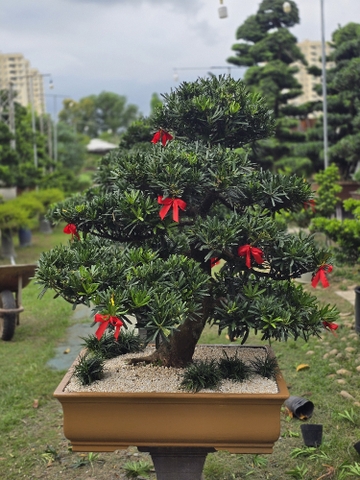 Vạn Niên Tùng Bonsai - TBSL14