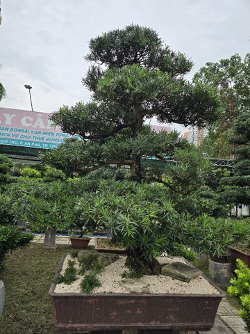 BSL03 - Vạn Niên Tùng Bonsai