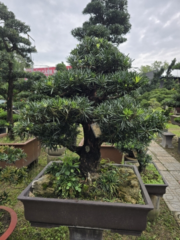 Vạn Niên Tùng Bonsai - TBSL22